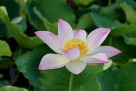 莲花