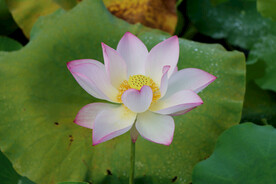 莲花