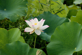 白莲花