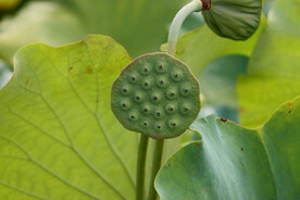 莲蓬莲子