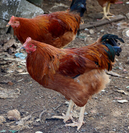 散养土鸡