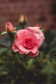 花朵月季摄影