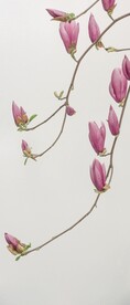 玉兰花