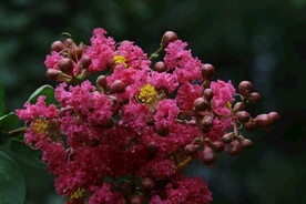 园林花草 