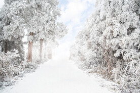 雪景