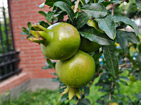 石榴