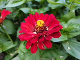 百日菊