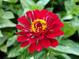 百日菊