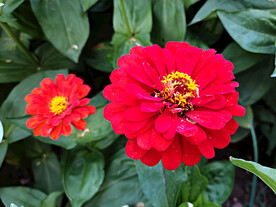 百日菊