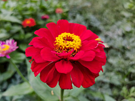 百日菊
