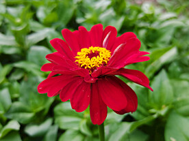 百日菊