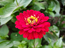 百日菊