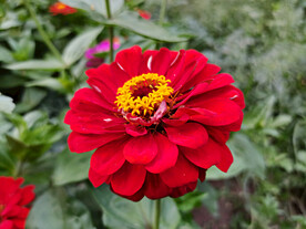 百日菊