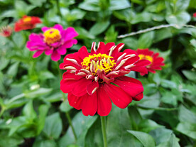 百日菊