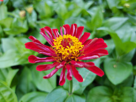 百日菊
