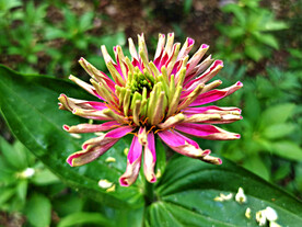 百日菊