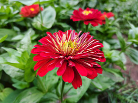 百日菊