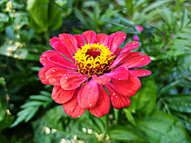 百日菊
