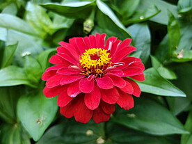 百日菊
