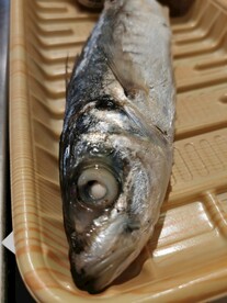 海鱼