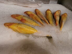 黄花鱼