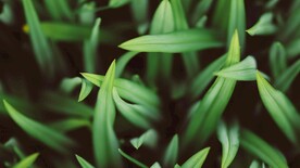 青草