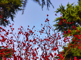 春天风景花卉梅花