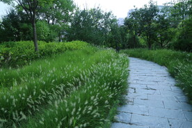 公园风景