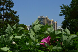 公园风景