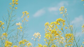 油菜花