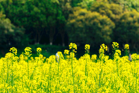 油菜花