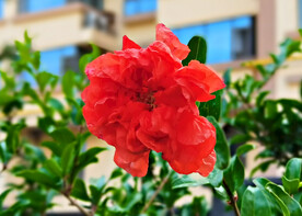石榴花