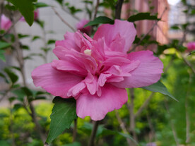 木槿