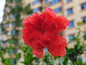石榴花