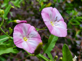 牵牛花