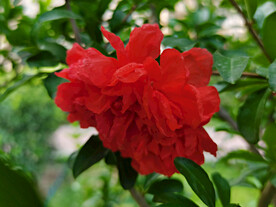 石榴花
