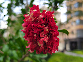 石榴花