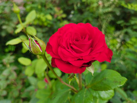 月季花