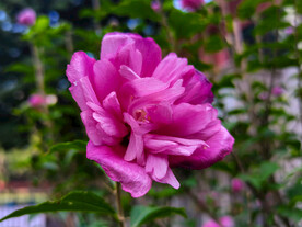 木槿