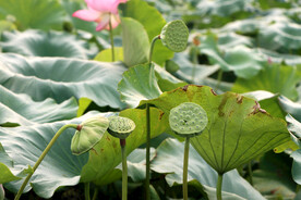 莲蓬莲子