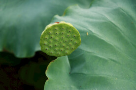 莲蓬莲子