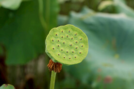 莲蓬莲子