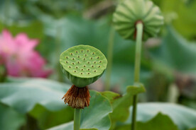 莲蓬莲子