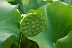 莲蓬莲子