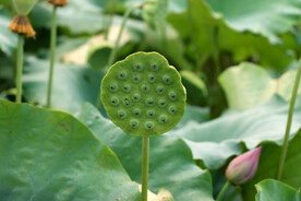 莲蓬莲子