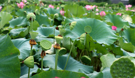 莲蓬莲子