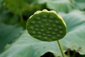 莲蓬莲子