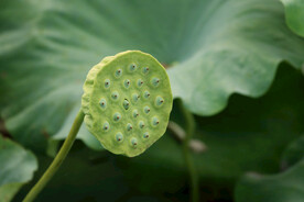 莲蓬莲子