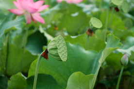 莲蓬莲子