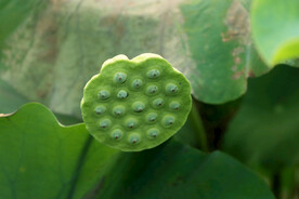 莲蓬莲子